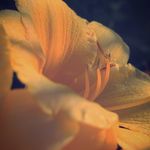 Kylie S Wall - @kyliewallphotography - Instagram