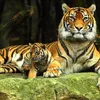 Kym Cooper - @tigermum73 - TikTok