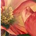 Kym Cooper Art &amp; Design - Facebook