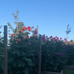 Kym Kane Gardening - @kymkanegardening - Instagram
