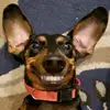 kym_mcintyre4 - @kym_mcintyre4 - TikTok