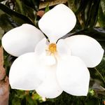 Kim Preslar - @khpreslar - Instagram