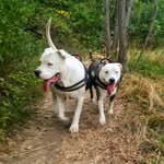 Ildiko - @brandon.dogo_and_kyra.pit - Instagram