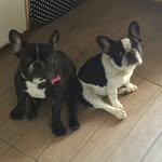 Kyra, Lady Khaleesi e Brandon - @amordebulls - Instagram
