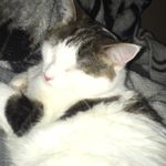 Kyra Cross - @kyrada_cat - Instagram