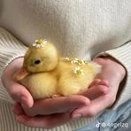 Kyra Dawson - Facebook