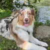Kyra - @kyra_berger_australienne - TikTok