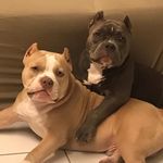 Kyra e Rickson - @kyraericksonbully - Instagram