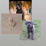 @faustojatoba_kyra_cattylea_ - Instagram