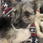 Kyra Herrera - @kyra.thepuppyh - Instagram