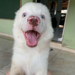 Kyra - @kyraholmesdog - Instagram