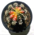 Kyra House Plant Pasuruan - Facebook