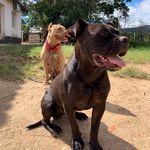 Kyra, Logan e Furia - @kyra.logan.furia - Instagram