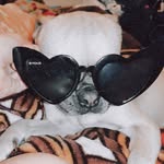 𝓚𝔂𝓻𝓪 𝓵𝓸𝓹𝓮𝔃 - @kyraaaa_pug - Instagram