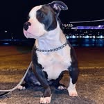 🐾    Kyra & Luna    🐾 - @americanbully_madeira.sisters - Instagram