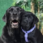 Kyra & Luna - @kyralunacalil - Instagram
