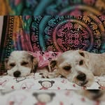 Kyra & Luna💖 - @kyra.luna.doggys - Instagram