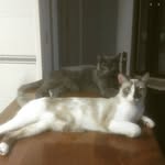 Kyra & Luna 🐾🐾🐱🐱❤❤ - @_kyra_luna_ - Instagram