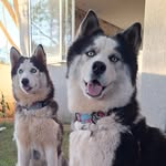 Kyra e Luna - @huskylobinhas - Instagram
