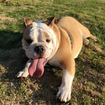 kyra luna🌛🐾 - @__kyra.dog_ - Instagram