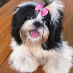 Kyra Luna🐶💕 - @shihtzu_kyra - Instagram