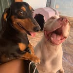 Kyra_Luna🐾🐩 - @nos_kyraeluna - Instagram