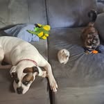 🐾Kyra, Luna e Leo🐾 - @petsdatropeia - Instagram
