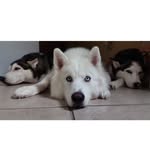 Kyra Luna e Maya - @as3huskies - Instagram
