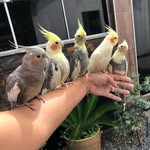 Kyra, Luna, Zezinho, Duque, Ruby, Flora e Kika. - @calopsitas_lar_autentico - Instagram
