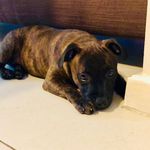 Kyra Moreno 🐾🐶 - @kyrastaffbull_ - Instagram