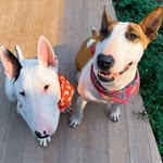 Kyra & Oliver - Bull Terrier  💞🐾 - @irmaos_gracie_bullterrier - Instagram