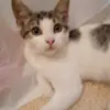 kyra webb - @kittyx2003 - TikTok