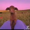 Lacee - @lacee.brown - TikTok