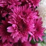 Laceey Fletcher - @laceeyfletcher488 - Instagram