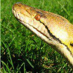 Snakes deserve better - @fight_against_lacey - Instagram