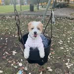 Lacey baby😬😖 - @lacey_all_day_dog - Instagram