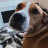 lacey 🥺 - @lacey.allison - TikTok