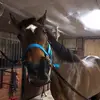 lacey allison ⭐️ - @laceyallison.eq - TikTok