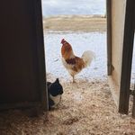 Casey and Lacey Arnold - @foodfarmandfamily - Instagram