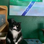 Lacey-Ash-Marco-Cooper-Ben - @5catsandlacey - Instagram