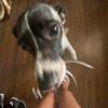 TheGamingStrawberry9 - @laceybachemin - TikTok