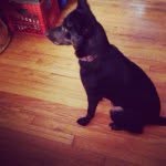 Lacey Barron - @lacey.the.amazing.dog - Instagram
