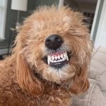 Lacey Noelle Bauer - @lacey_the_mini_labradoodle_101 - Instagram