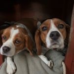 @baxter.lacey.beaglires - Instagram