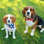 Baxter and Lacey Beagliers - @baxter_and_lacey_beagliers - Instagram