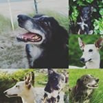 Lacey - @lacey_kitchendesign207948_beal - Instagram