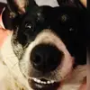 Lacey 🐶 - @lacey..bearr - TikTok