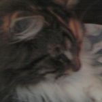 Lacey bear - @laceybear_cat - Instagram