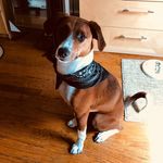 Lacey Bear - @laceybearthedog - Instagram