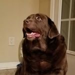 Lacey Bear - @lacey_eats - Instagram